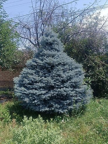 елка голубая: Ель голубой (Picea pungens ‘Glauca’), 3метр декоративная — 1