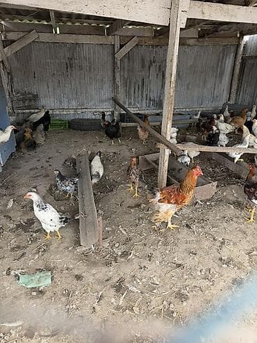 креветки в аквариум купить: Продаю | Куры | Домашняя | Несушки — 5