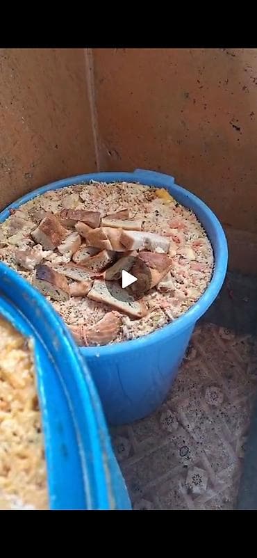 отруби рисовые: Кормовая болтушка для свиней/КРС/коз и птицы, приготовленная на месте — 2