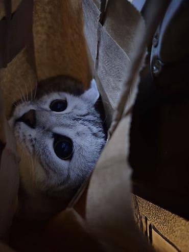 шотландский прямоухий кот цена: Скотиш Страйт (Шотландская прямоухая), 1 год, Девочка, Серебристая шиншилла, Приучена к лотку — 3