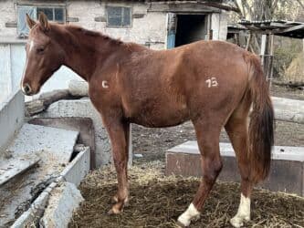 купить рабочую охотничью собаку: Сатам | Жылкы (эркек) | Жумушка — 1