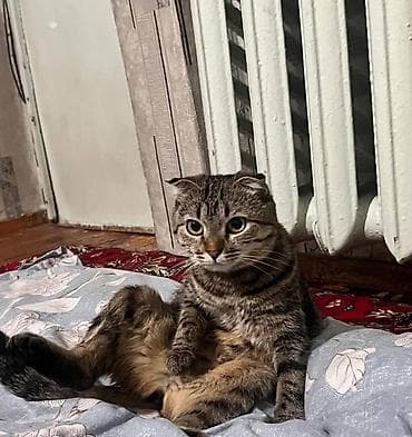 товары для кошек: Шотландская вислоухая кошка (скоттиш-фолд), тигровый окрас табби — 1