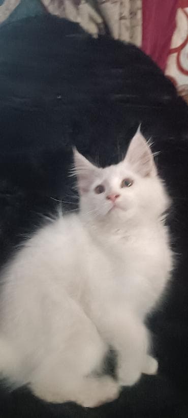 бишкек кошка: Мейнкуны ♥️♥️♥️ Продаётся Чистокровный, Эксклюзивный котик Мейн-Кун🥰 — 1