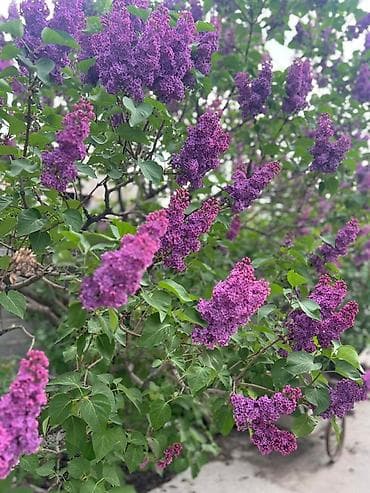 сирень букет: Сирень букеты колированная крупная Продаю на букеты звонить по — 4