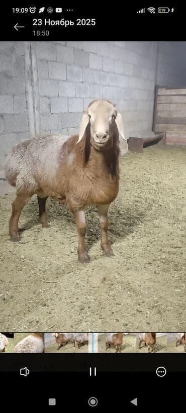 хаски шенок: Продаю | Баран (самец) | Для разведения | Племенные — 5