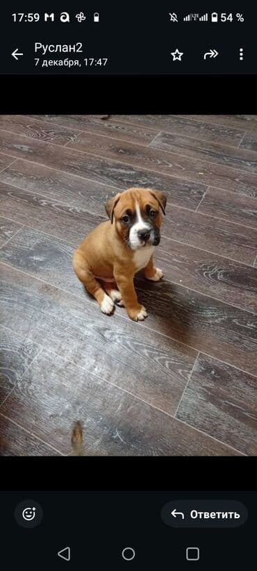 продаю охотничий собаку дратхар: Щенки немецкого боксера! порода собак для содержания только в доме — 3