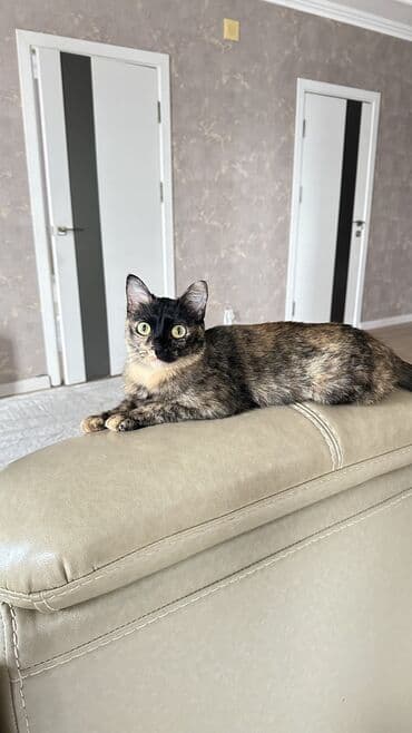 ящик для белья: Отдадим кошечку в добрые и заботливые руки. Ей 1,5 года — 2