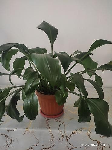 цветы уличные: Комнатные растения в горшках: 1) Диффенбахия (размер крупный) - — 3