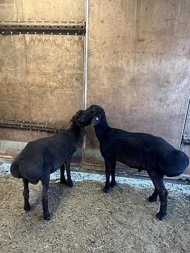 зарезать барана: Продаю | Баран (самец) | Для разведения — 1