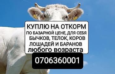 Үй жаныбарлары: Колбаса цехи : Уйлар, букалар, | Бордоп семиртүү үчүн — 2