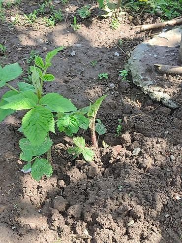 саженцы смородины купить: Саженцы малины, ежевики (молодые побеги с корнем) - Культура: малина — 4