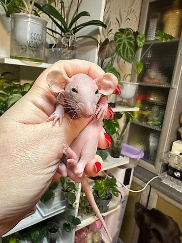 бесплатные щенки хаски: Привет друзья. в питомнике Rat hause Love, родились новые детки — 3