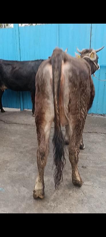 французский бульдог: Продаю | Корова (самка) | Для разведения — 3