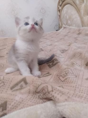 котенок сфинкса: Очаровательный котёнок шотландский скотиш страйт,небесно‑голубыми — 2