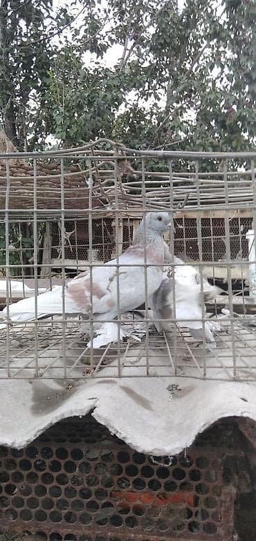 Продаю две пары голубей все вопросы по номеру телефона at lalafo.kg Продаю две пары голубей все вопросы по номеру телефона