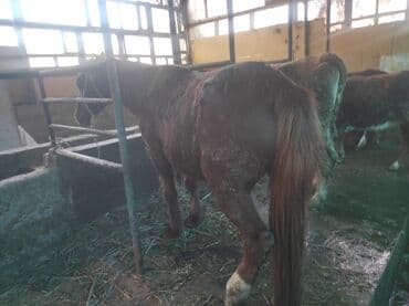 купить хаски чистокровную: Продаю | Кобыла (самка) | На забой — 4