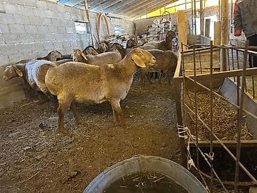ветеринар ош круглосуточно: Продаю | Овца (самка) | Арашан | Для разведения — 2