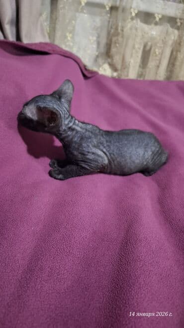 голая кошка девочка: Предлагаются к бронированию Котята донского сфинкса.Отдавать буду в 2 — 6