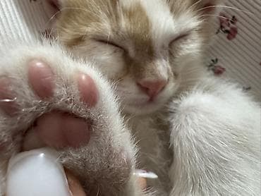 каракол кошки: Кошка даром: Беспородная, 2 месяца, Девочка, Приучена к лотку — 4