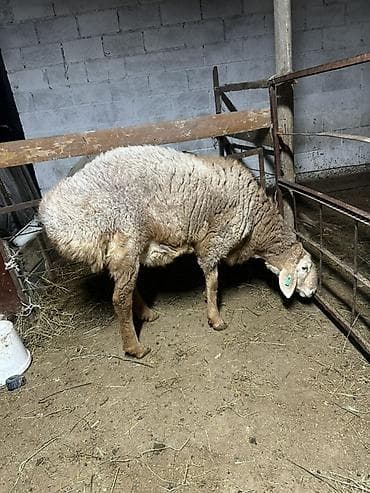 продажа баранов: Продаю | Баран (самец) | Арашан | Для разведения | Матка — 2
