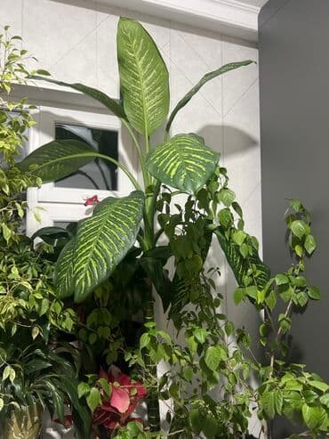 купить комнатные цветы в бишкеке: Комнатные декоративные растения в кашпо 1) Толстянка (Crassula ovata — 24