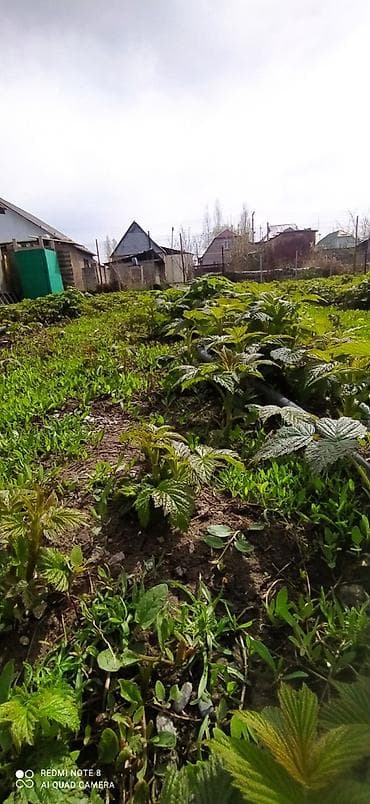 фрукты банан: Малина кочоттору сатылат. Польшадан заказ кылынган момосу чонаябай — 2