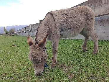 ат бишкек: Осёл (домашний), серо-бурый, пушистый, компактного роста. Основные — 6