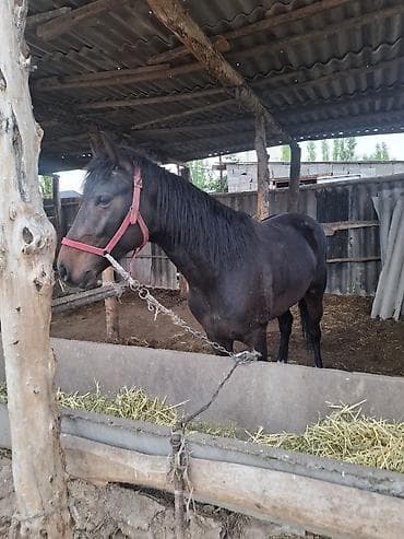 беркут птица: Продаю | Кобыла (самка) | Для разведения — 2