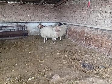 Собаки: Продаю | Баран (самец) | На забой — 5