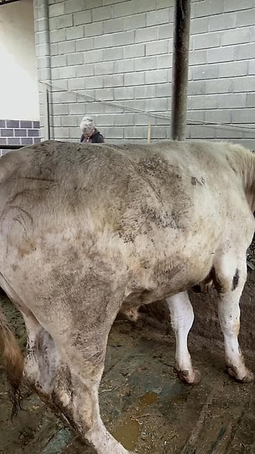 телка голштин: Продаю | Бык (самец) | На откорм | Привязанные — 7