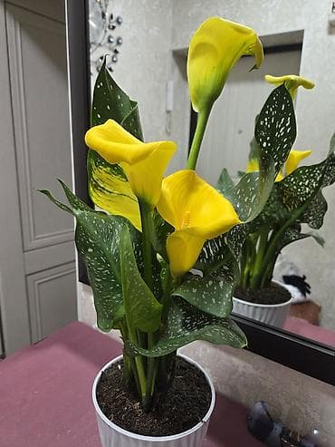 Мебель: Этажерка для цветов, Новый, Железо, Самовывоз — 10