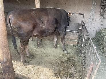 сколько стоит бык 2025: Продаю | Бык (самец) | Привязанные — 1
