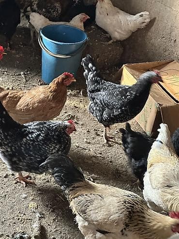 клетки кур несушек: Продаю | Куры, Петух | Домашняя | На забой, Для разведения, Несушки — 10