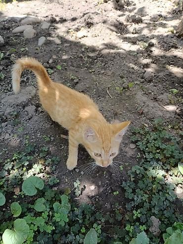 Животные: Отдадим в добрые руки рыжего очаровательного котенка🤗 Ласковый — 2