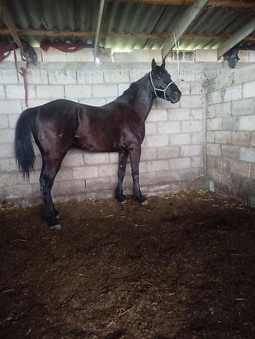 Продаю | Жеребец | Конный спорт