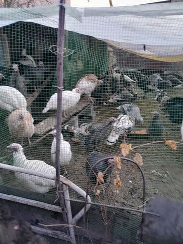 где можно купить йоркширского терьера: Продаю | Индюк (самец) | Для разведения | Племенные — 5