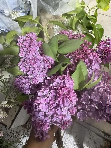 тачку садовую купить: Куплю !!!! Сирень срезанная, ароматная - Состав: ветки садовой — 2