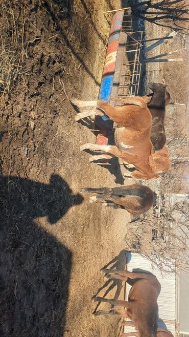 кыргыз добот ит: Сатам | Байтал, Тай | Аргын | Көбөйтүү үчүн | Асыл тукумдуу — 11