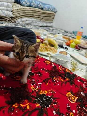 Иттер: Котята, домашние, ручные Описание: - Милые малыши из одного помёта — 2