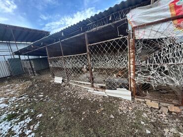 дом совхоз фрунзе: Сдаю Конюшню в перспективном районе для содержания лошадей и быков — 12