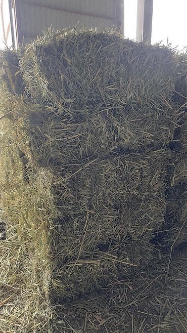 кур несушки: Сено в тюках (люцерна) Сухое Корм для животных В большом количестве — 6