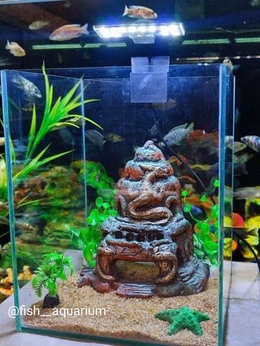 аквариумная рыбка: Аквариум с декорациями объём 15 л — 6