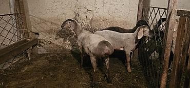 мясо индоутки: Продаю | Овца (самка), Баран (самец) | Арашан | На забой, Для разведения — 5