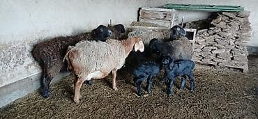 сколько стоит порода алабай: Продаю | Овца (самка), Ягненок | Гиссарская, Арашан | Для разведения | Котные, Матка — 4