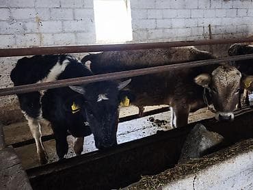 бооз уйлар: Сатам | Бука (эркек) | Алатоолук | Бордоп семиртүү үчүн — 1