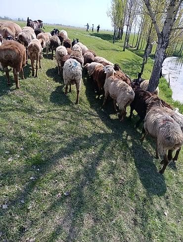 голуби животные: Продаю | Овца (самка) | Для разведения | Матка — 1