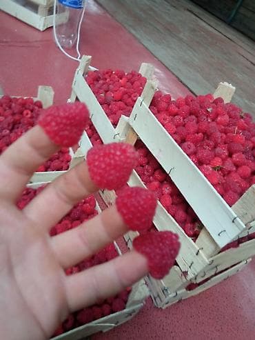 рыбы купить: Малина ремонтантная (сорт — 4