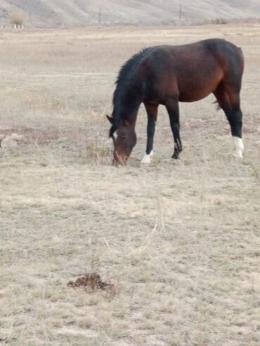 купить рабочую охотничью собаку: Сатам | Жылкы (эркек) | Жумушка — 2