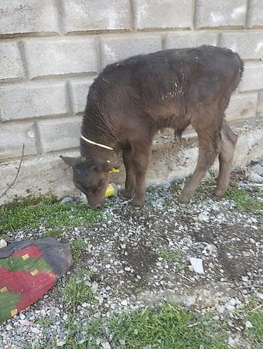 швиц теленок: Продаю | Музоо, торпок | На откорм | Привязанные — 2