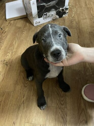 Птицы: Щенок Амстафф. Окрас: серо‑черный с белыми отметинами на груди, морде — 1